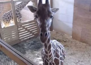 April the Giraffe Is Pregnant Again But PETA Disapproves