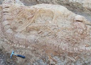 A 150 Million Years Old Fossil of a Jurassic Sea Monster Discovered