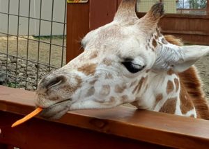 PETA Accuses The Animal Adventure Park For Endangering April The Pregnant Giraffe