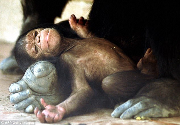 The frightening reason why the female chimpanzees hides when they give birth