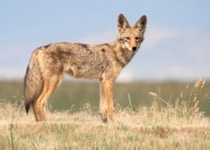 What Happened To The Man That Was Bitten By A Rabid Coyote