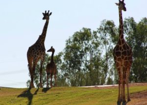 Released Photos of Siku The Giraffe Calf Born at The Phoenix Zoo Win The Internet’s Heart