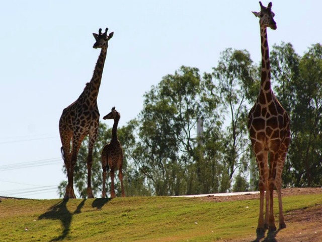 Released Photos of Siku The Giraffe Calf Born at The Phoenix Zoo Win The Internet’s Heart