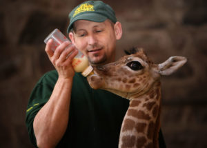 A Baby Giraffe Dangled With Its Head-Down While Being Born
