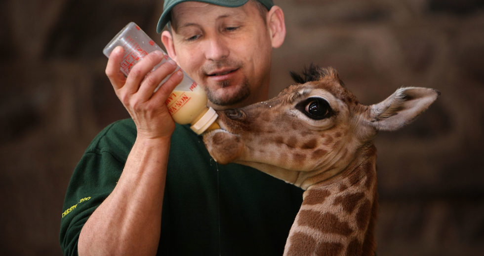 A Baby Giraffe Dangled With Its Head-Down While Being Born