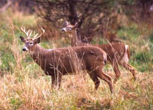 A Fatal Deer Disease is a Cause for Concern Among American Hunters