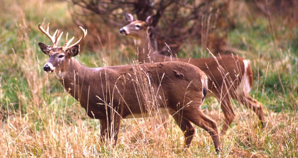A Fatal Deer Disease is a Cause for Concern Among American Hunters