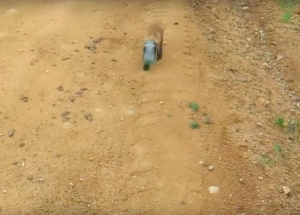This Baby Fox Approaches a Truck and is In Need of Urgent Help