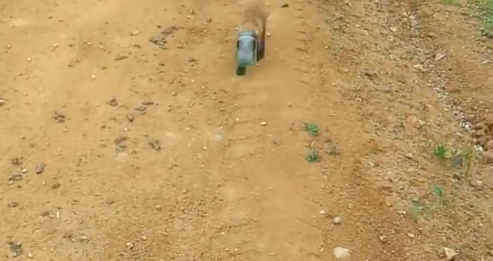 This Baby Fox Approaches a Truck and is In Need of Urgent Help