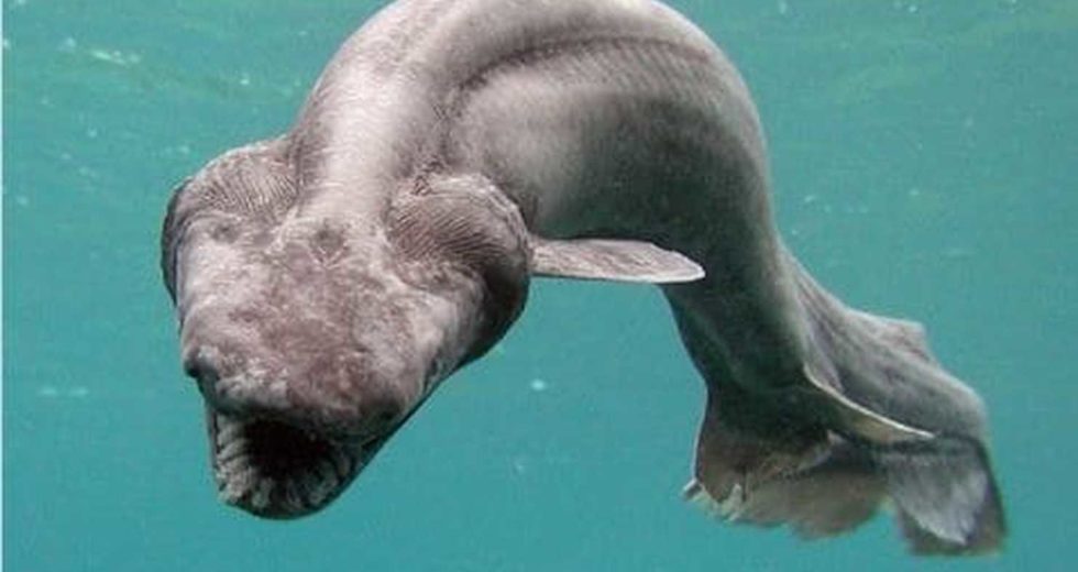 Terrifying Dinosaur Creature With 300 Teeth Was Found In The Ocean