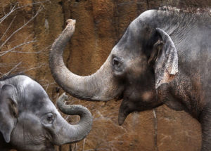 Ellie The Asian Elephant at St. Louis Zoo is on Antibiotics Treatment for Tuberculosis