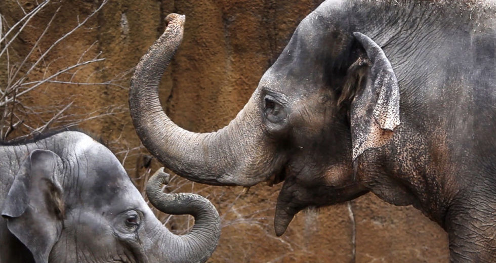Ellie The Asian Elephant at St. Louis Zoo is on Antibiotics Treatment for Tuberculosis