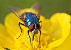 Flies Carry a Lot More Germs than is Was Previously Known