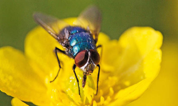 Flies Carry a Lot More Germs than is Was Previously Known