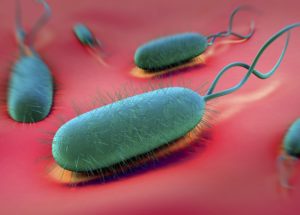 The Helicobacter Pylori Bacteria Increases The Risk Of Stomach Cancer