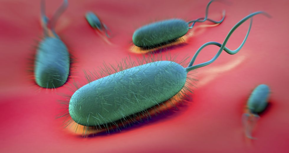 The Helicobacter Pylori Bacteria Increases The Risk Of Stomach Cancer