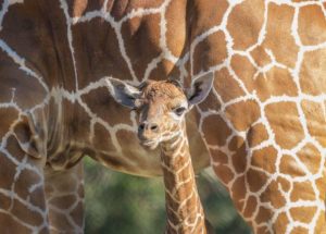 Jacksonville Zoo Had Two Giraffe Calves Born this Week