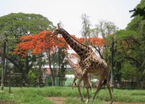 Krishnaraja, the oldest giraffe at the Mysuru Zoo died this Saturday
