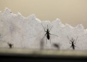 Laboratory mosquitoes could be released in nature for killing insects carrying dangerous viruses such as Zika