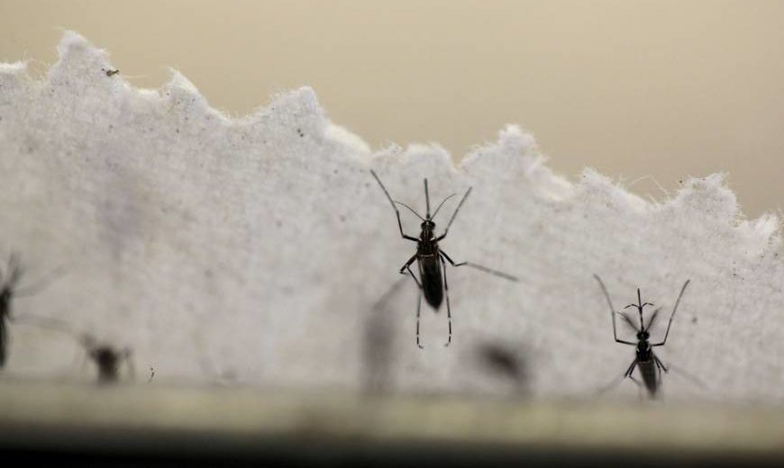 Laboratory mosquitoes could be released in nature for killing insects carrying dangerous viruses such as Zika