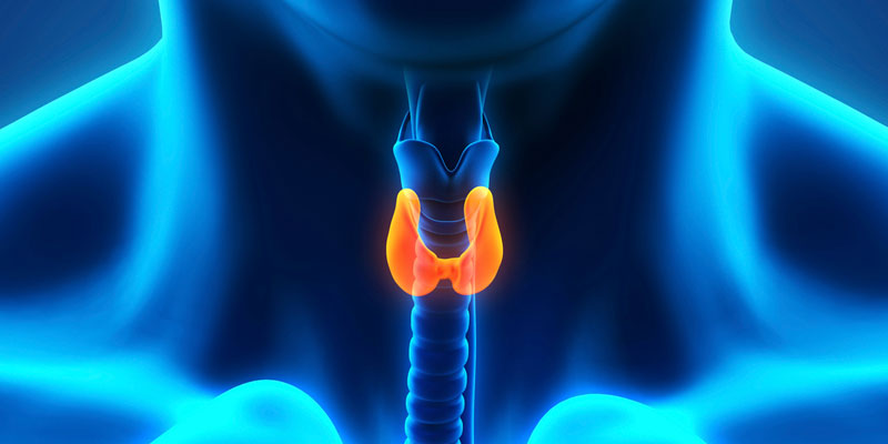 Normal Levels of TSH In Adults, Children and Pregnant Women