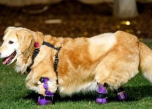 Quadruple-Amputee Golden Retriever – The Therapy Dog That Took the Internet by Storm
