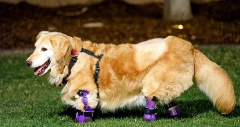 Quadruple-Amputee Golden Retriever – The Therapy Dog That Took the Internet by Storm