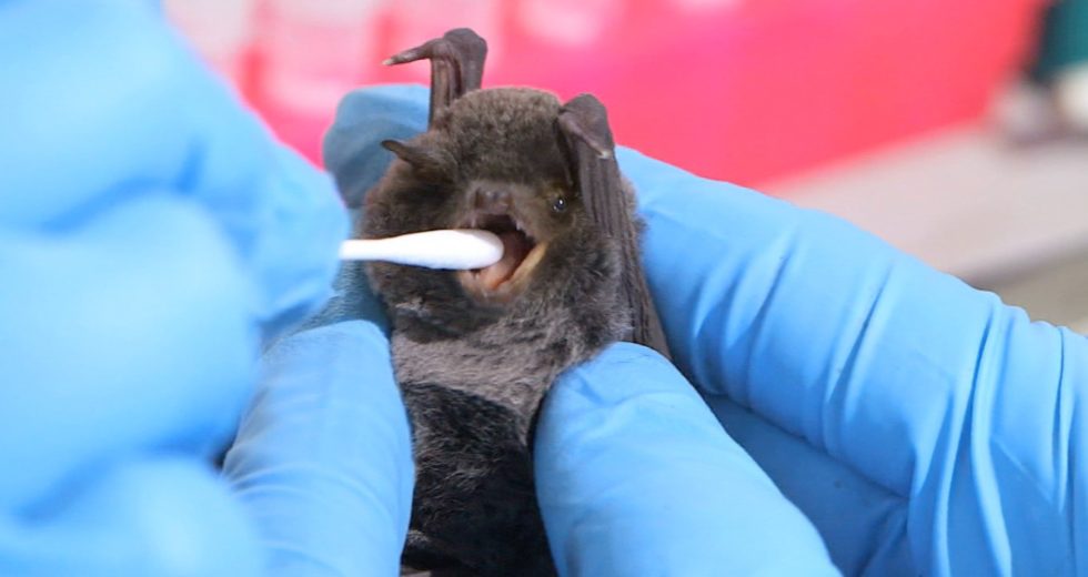 Uganda Has a Marburg Virus Outbreak – How Does This Virus Affect Humans and What Are The Solutions?
