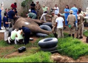 30 Veterinarians Have Repaired the Cracked Tusk of a five-ton African Elephant