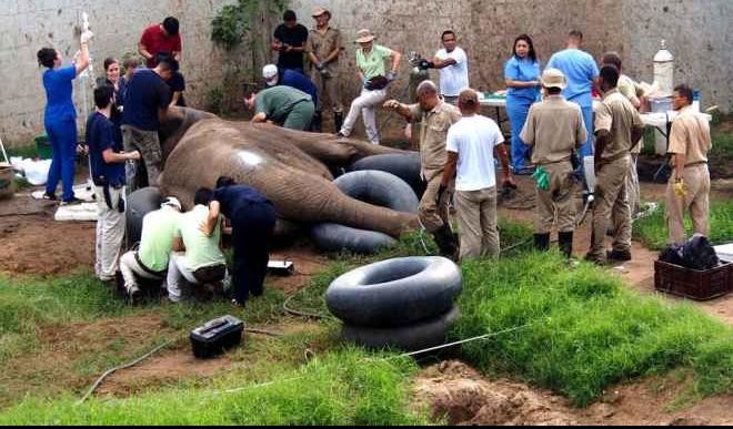 30 Veterinarians Have Repaired the Cracked Tusk of a five-ton African Elephant