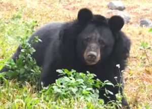 Amputee Bear Was Rescued and Receives a Chance to Normal Life