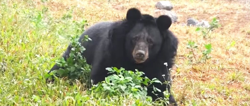 Amputee Bear Was Rescued and Receives a Chance to Normal Life