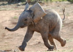 Baby Elephants Get Cozy in Woolly Jumpers