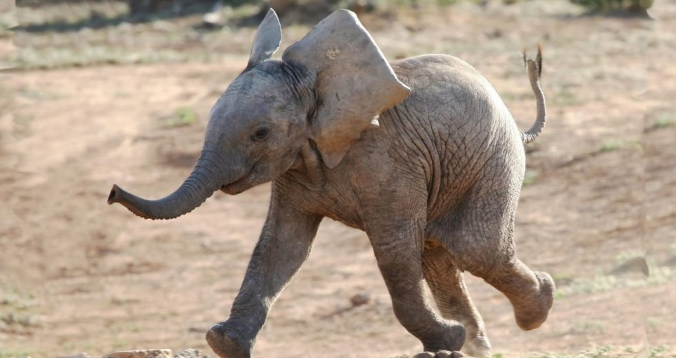 Baby Elephants Get Cozy in Woolly Jumpers