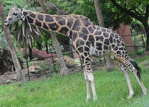 Giraffe From Alipore Zoological Garden Dies While Being Transported to the City Zoo