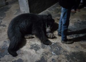 Mistreated Dancing Bears Finally Rescued From Nepal