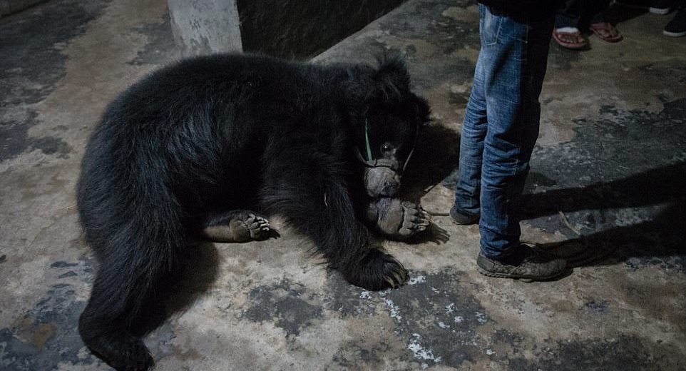 Mistreated Dancing Bears Finally Rescued From Nepal