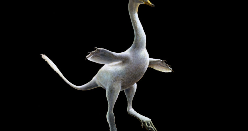 New Discovery of a Fossil Looking More like a Duck-Dinosaur