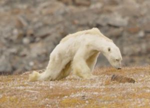 Scientists Films Dying Polar Bears Because of Starvation While Crying