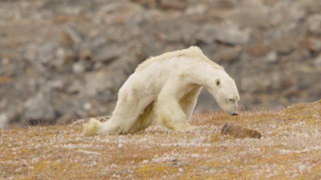 Scientists Films Dying Polar Bears Because of Starvation While Crying