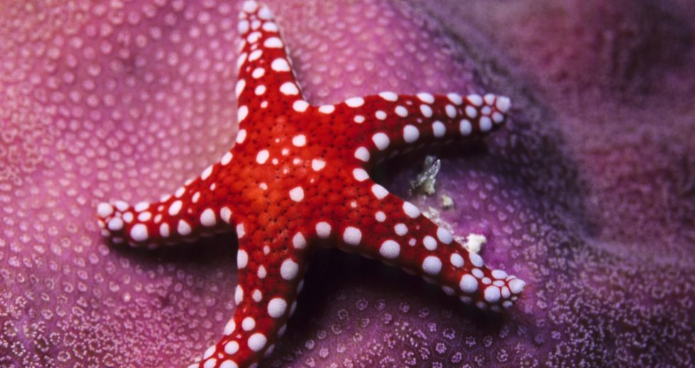 Starfish are Back on the West Coast