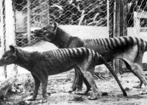 New Studies Based on Tasmanian Tigers, Their Poor Genetic Health