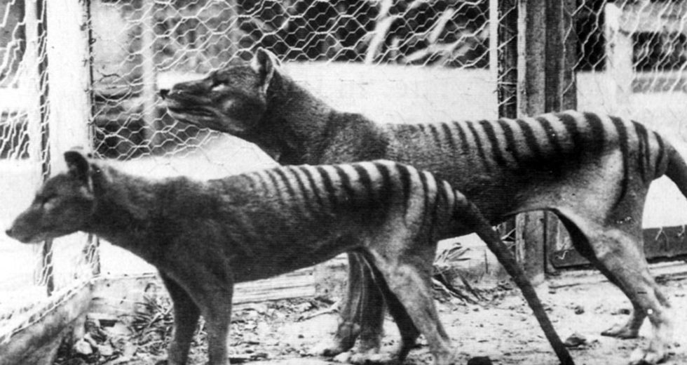 New Studies Based on Tasmanian Tigers, Their Poor Genetic Health