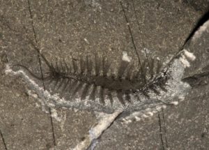 A 500-Million-Year Old Fossil Shows Scientists How Worms Evolved