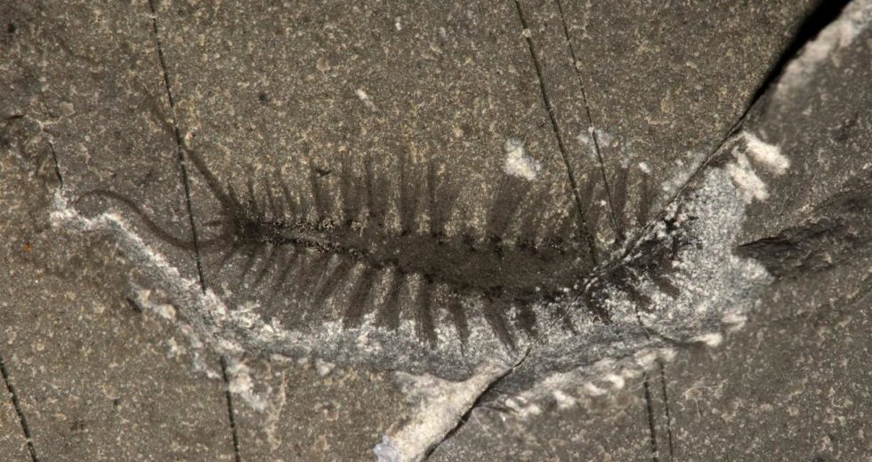 A 500-Million-Year Old Fossil Shows Scientists How Worms Evolved