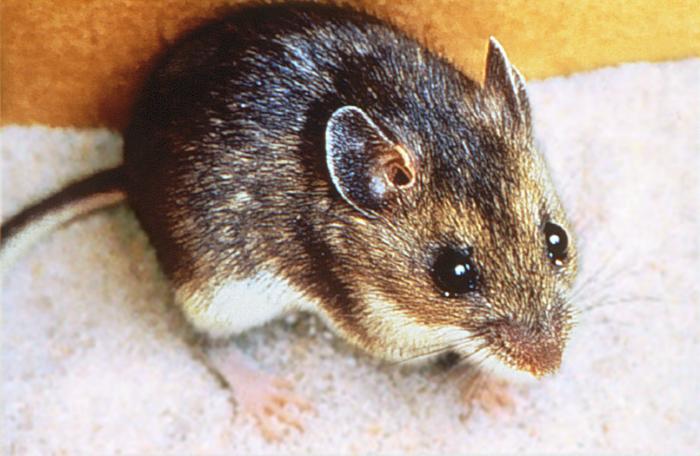 Rodent Infected with Hantavirus Found in San Diego County