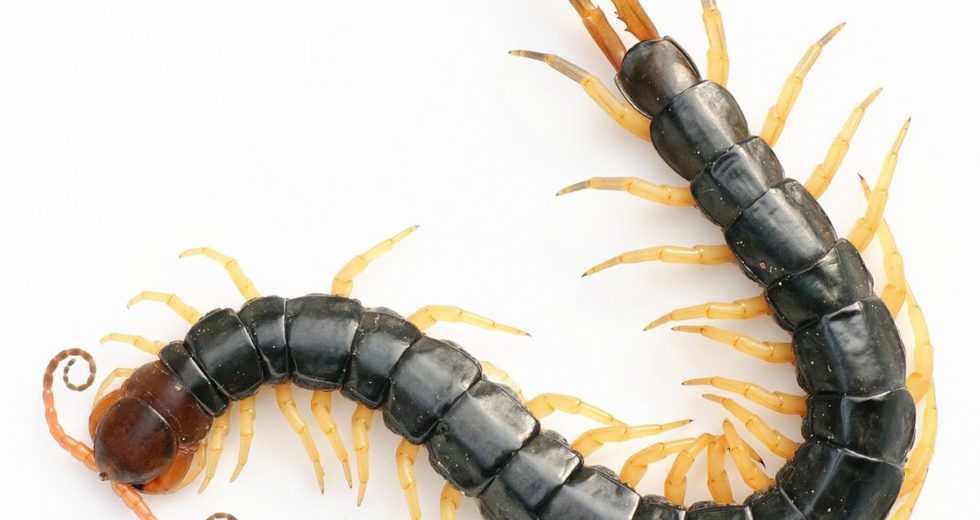 Unknown Toxin Found in the Venom of Centipedes Has Been Identified