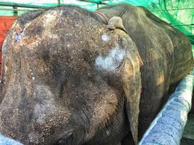 73-Year-Old Sick Elephant Cries During His Rescue In Heartbreaking Video