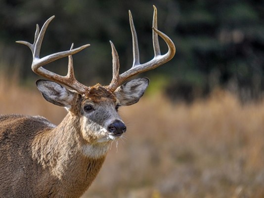 A New Form of “Mad Cow” for Deers to Concern the Specialists