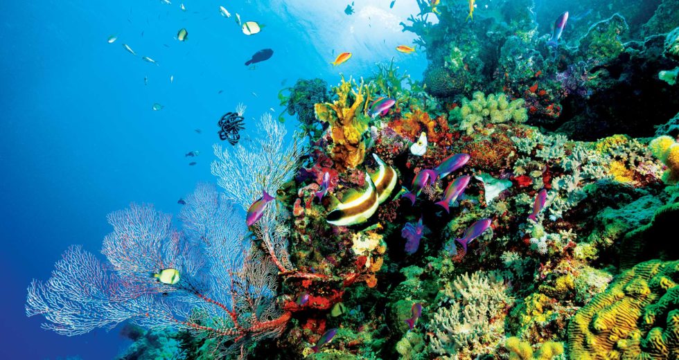 Australian Government Gets More Involved: Great Barrier Reef to Receive Life Support